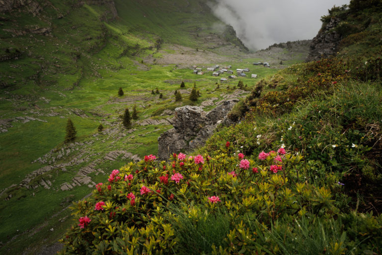 0144-giffre-chalets-de-sales-rhododendron-ete