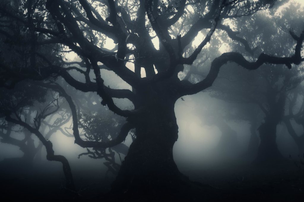 L'arbre Tentaculaire arbre tentaculaire fanal madere brume aquatique