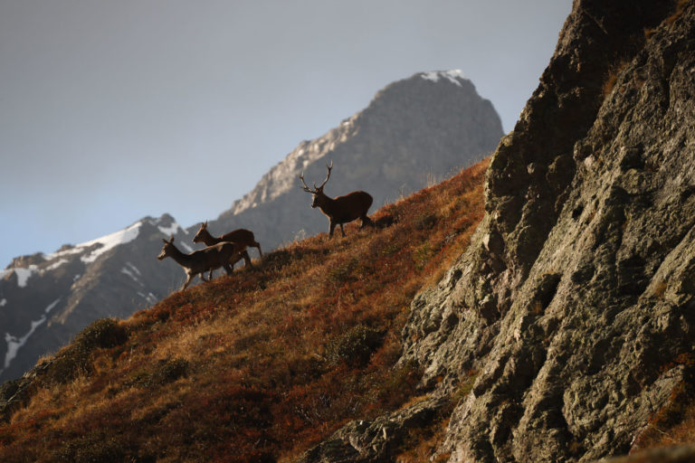 cerf-biches-faune-haut-giffre-montagne