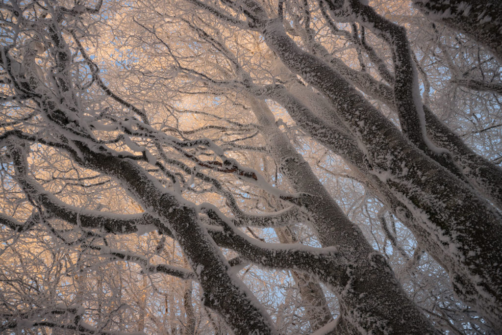 Hêtres givrés au coucher du soleil Hêtres givrés élancés vers le ciel, branches fractales baignées de lumière pastel au coucher du soleil – photographie nature par Alexandre Deschaumes, hiver 2023.
