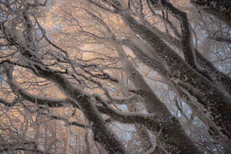 Hêtres givrés élancés vers le ciel, branches fractales baignées de lumière pastel au coucher du soleil – photographie nature par Alexandre Deschaumes, hiver 2023.