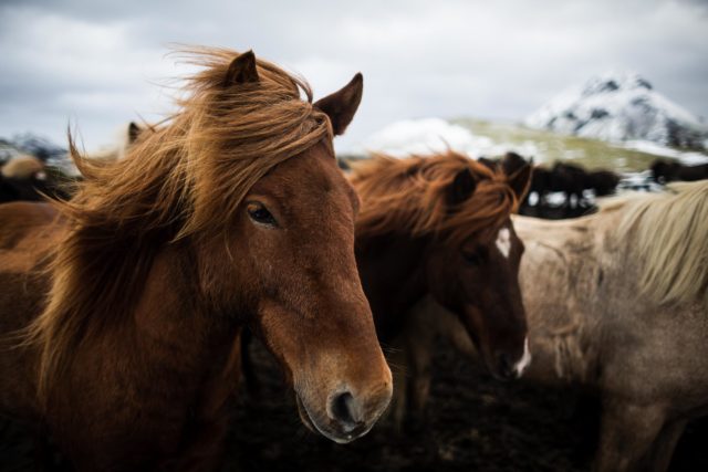 islande-chevaux-alftavatn