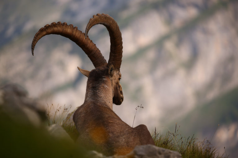 bouquetin-crete-montagne-grenairon-hautgiffre