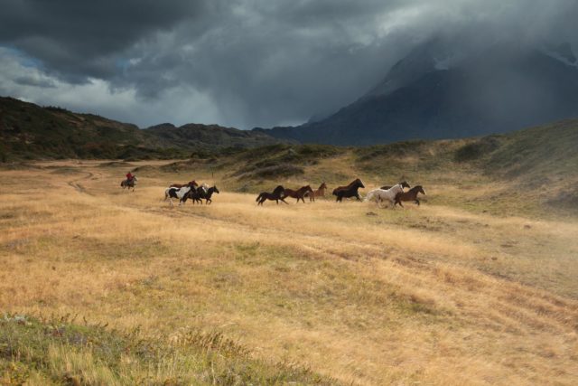 patagonie-gauchos-chevaux-sauvages-torres-del-paine