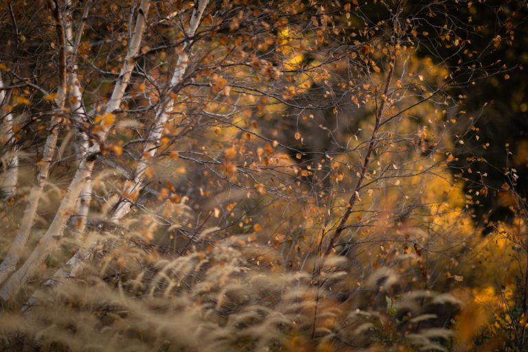 automne-poesie-feuilles