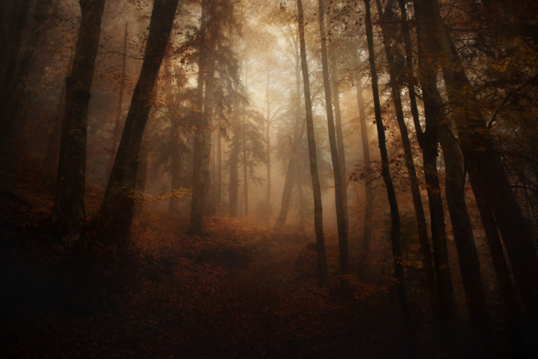 foret-automne-hautesavoie