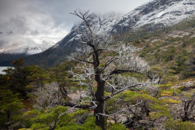 arbre-patagonie-chili-torresdelpaine-refugio-los-cuernos