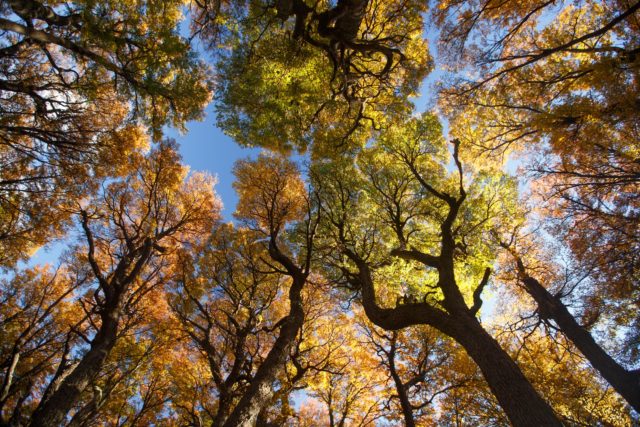 3348-patagonie-foret