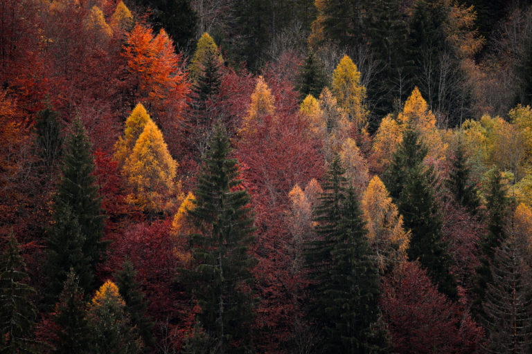 foret-automne-haut-giffre