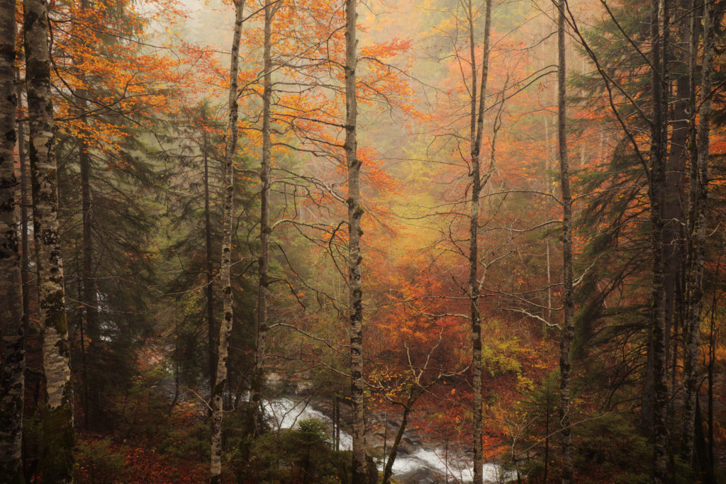 Forêt de hêtres et épicéas dans la brume automnale Forêt de hêtres et d’épicéas dans la brume automnale, massif des Aravis au-dessus de Sallanches. Photographie nature par Alexandre Deschaumes.