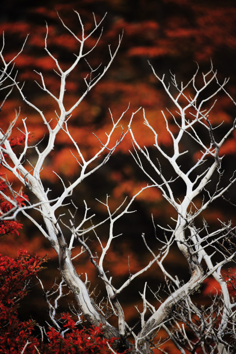 branchages vertical abstrait patagonie rouge blanc