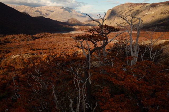 4275-patagonie-argentine