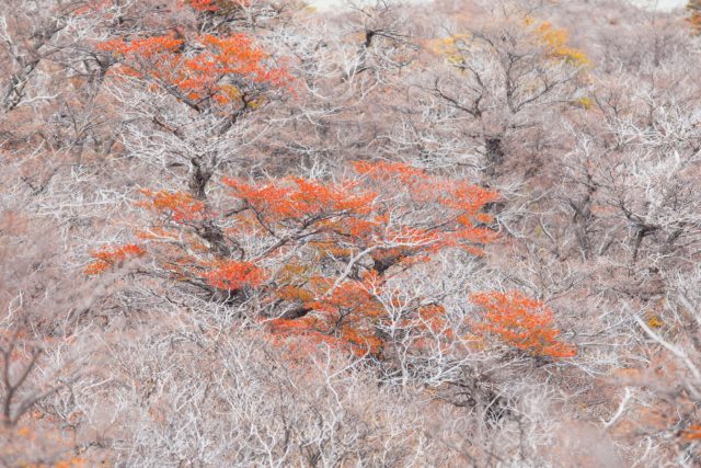 arbre rouge solitaire automne patagonie