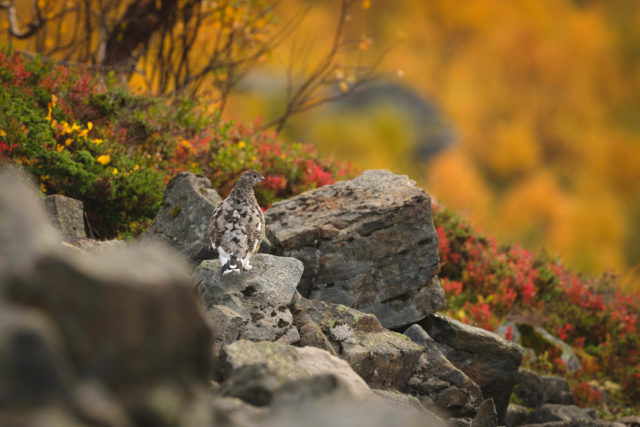 Lagopède alpin dans son habitat naturel, Senja Lagopède alpin posé sur des rochers dans la végétation automnale, à Senja en Norvège