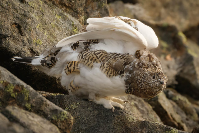 Lagopède alpin en transition de plumage, Senja Lagopède alpin en transition de plumage sur les rochers, à Senja en automne