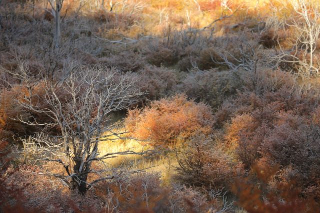 4649-patagonie-foret