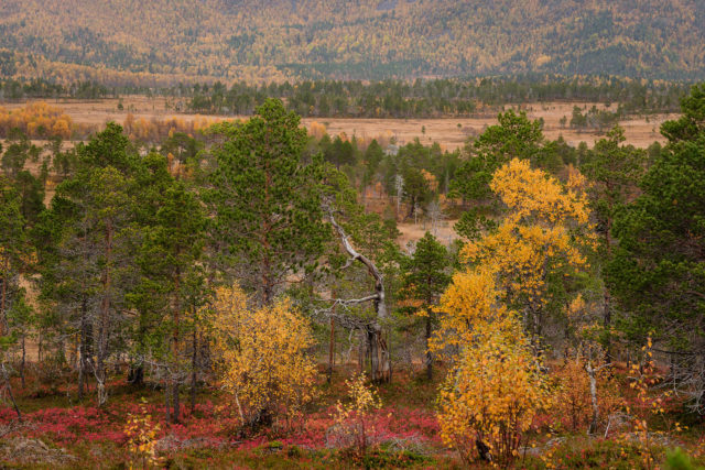 Vieux arbres dans la vallée d’Anderdalen, Senja Vieux arbres et arbre mort dans la vallée d’Anderdalen, à Senja, en automne