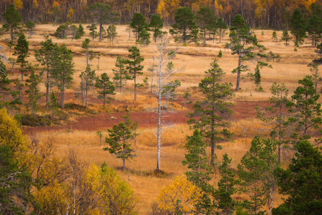 Arbre mort dans une plaine humide d’Anderdalen Arbre mort isolé dans une plaine humide d’Anderdalen, à Senja, en automne