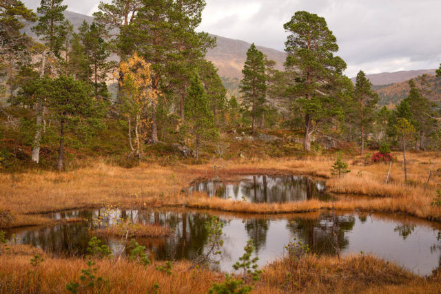 Forêt ancienne d’Anderdalen, Senja Vieux pins et bouleaux dans une zone humide de la vallée d’Anderdalen, à Senja, en automne