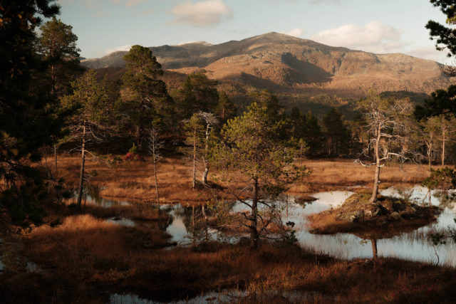 Zone humide forestière sur le chemin d’Andervatnet – Anderdalen, Senja Zone humide forestière et pins clairsemés dans la vallée d’Anderdalen, à Senja, en Norvège