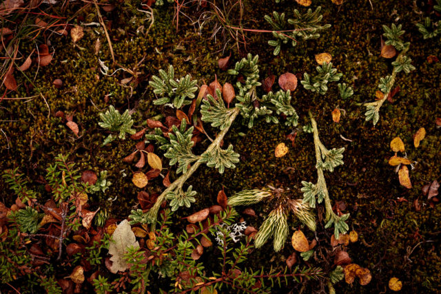 Lycopodes et mousses du sol forestier – Senja, Norvège Détails de lycopodes et de mousses sur le sol forestier à Senja, en Norvège