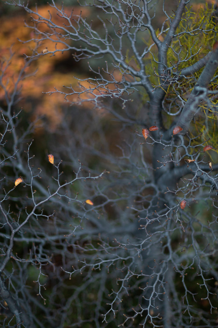 patagonie-vegetation-details-automne