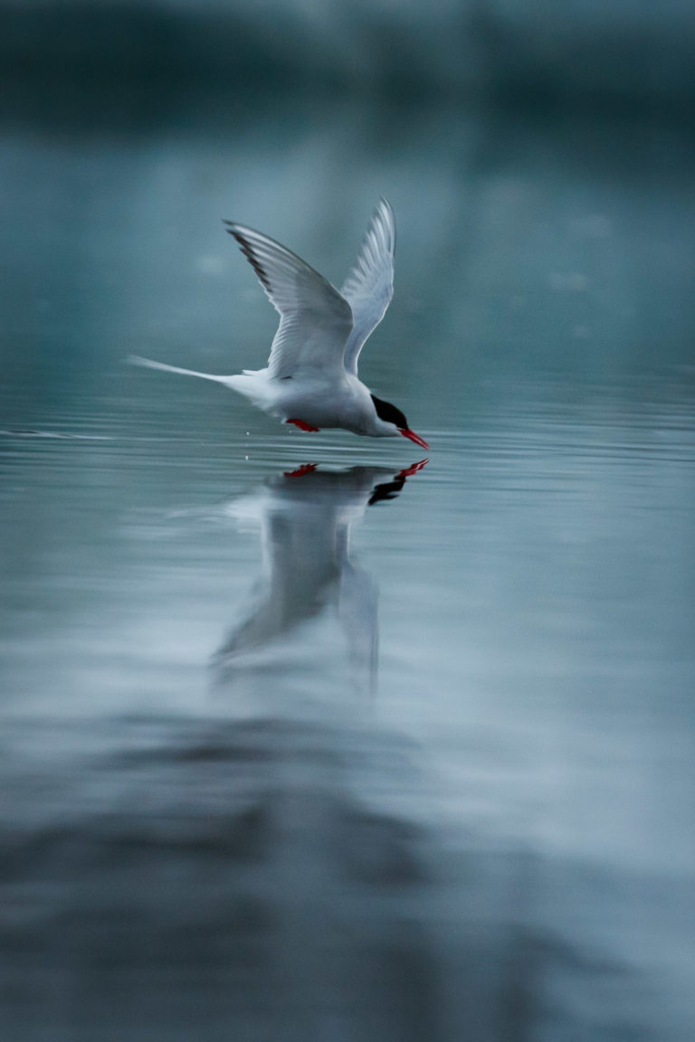 islande-sterne-arctique-jokulsarlon