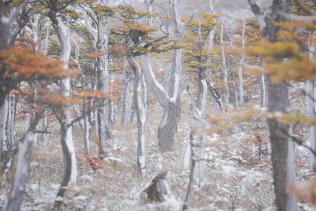 foret patagonie neige rio blanco