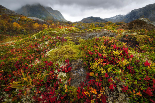 Végétation boréale au sol – Lofoten Détails de la végétation boréale au sol, avec myrtilliers, mousses et lichens, dans les paysages des Lofoten, Norvège