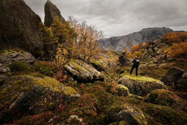 Photographe dans la végétation boréale – Lofoten Photographe évoluant dans un chaos rocheux et une végétation boréale automnale aux Lofoten, Norvège