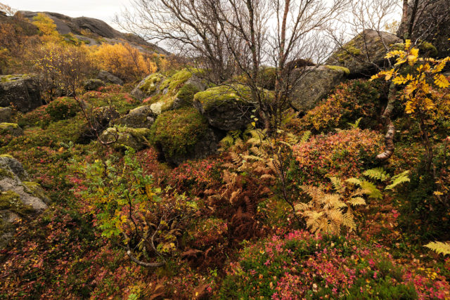 Végétation boréale et chaos rocheux – Lofoten Végétation boréale automnale mêlant fougères, arbustes et rochers dans les Lofoten