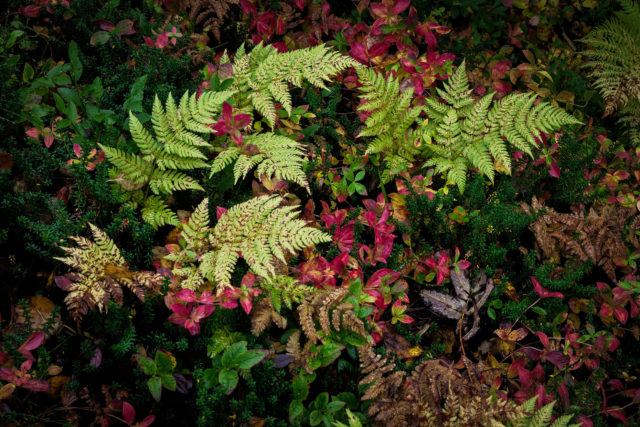 Fougères boréales dans le sous-bois des Lofoten Fougères boréales mêlées à un tapis végétal automnal dans les forêts des Lofoten