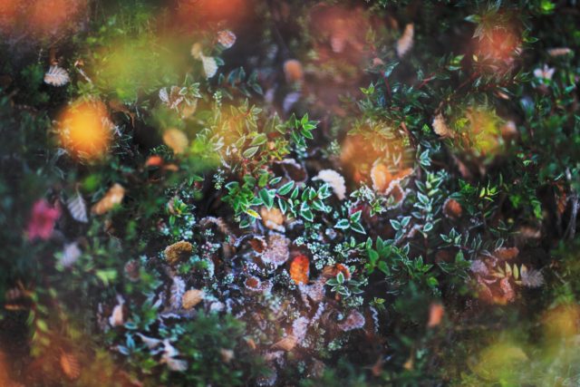 patagonie-vegetation-foret-detail-automne