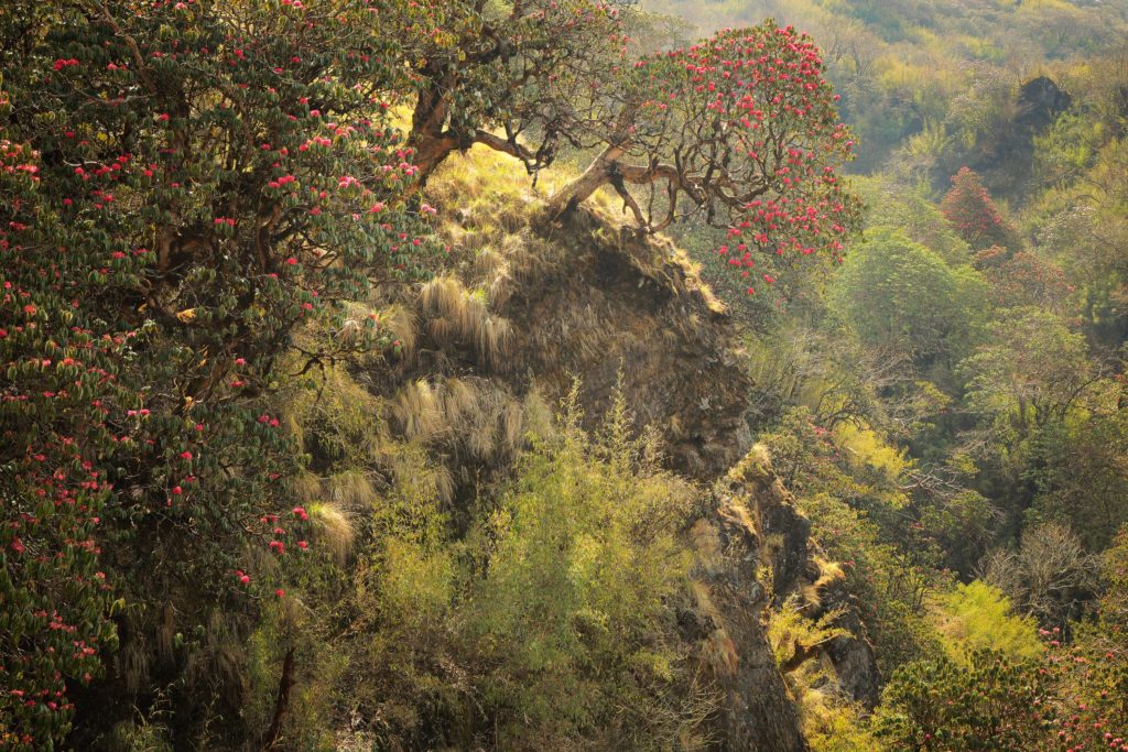 L'éveil d'un monde népal rhododendron annapurnas lumière douce