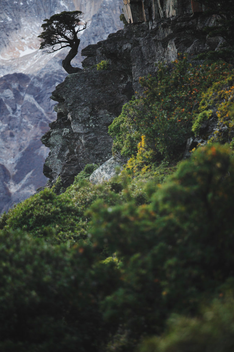 patagonie-arbre-falaise-torresdelpaine
