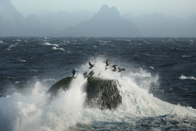 Décollage de cormorans dans la tempête – Lofoten Cormorans s’envolant d’un rocher battu par les vagues sur la côte des Lofoten, en Norvège