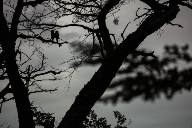 6594-patagonie-perruche