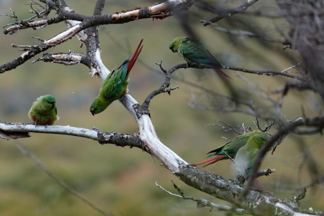 6617-patagonie-perruche