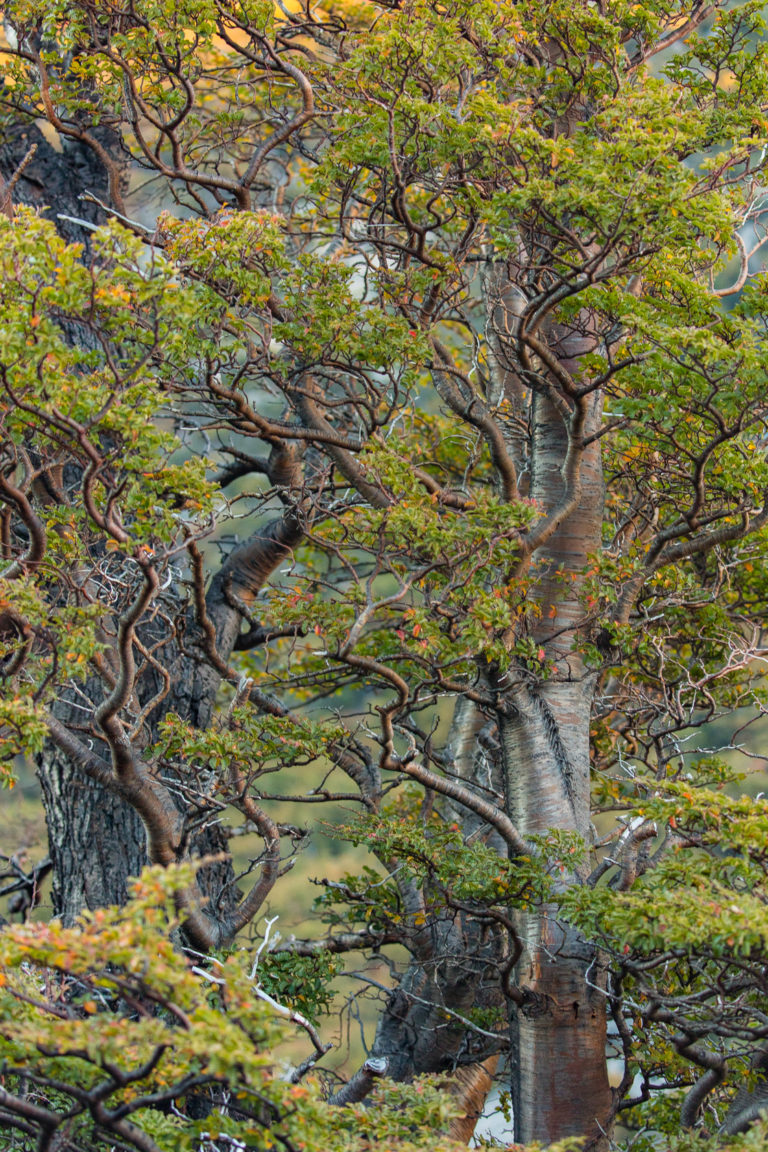 patagonie-vegetation-arbres-argentine