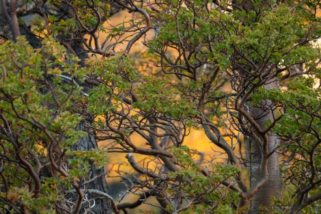 7012-patagonie-vegetation