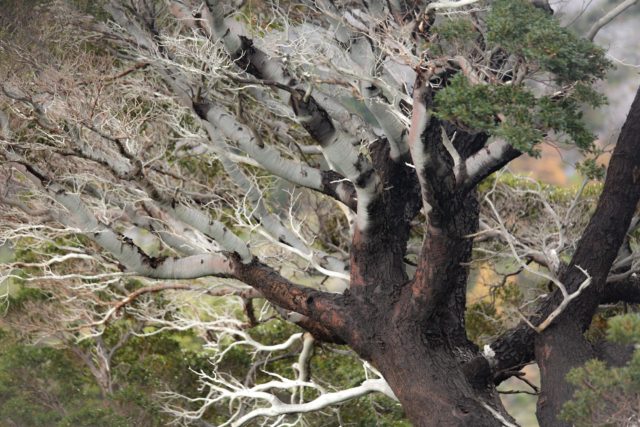 arbre-patagonie-chili-torresdelpaine