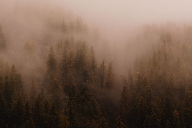M&eacute;l&egrave;zes envelopp&eacute;s de brume en Vall&eacute;e de la Clar&eacute;e, Hautes-Alpes