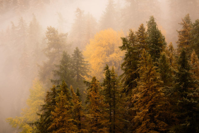 For&ecirc;t de m&eacute;l&egrave;zes dans la brume en Vall&eacute;e de la Clar&eacute;e, Hautes-Alpes