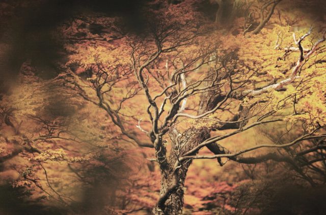 arbre-de-feu-patagonie-val del frances