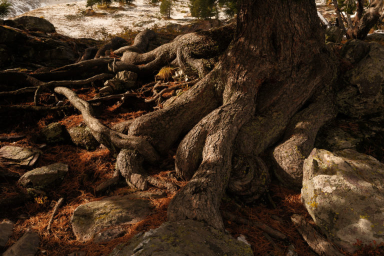 racines dans la vall&eacute;e de la clar&eacute;e