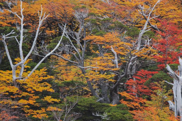 foret multi colore patagonie patern