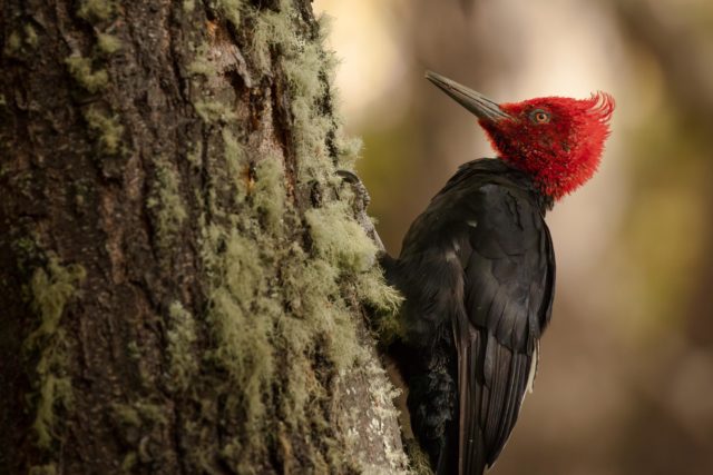 7393-patagonie-pic-magellan