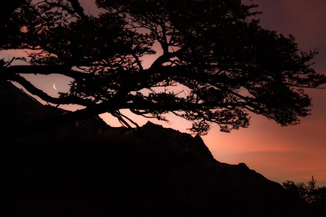 aube lune silhouette arbre patagonie rouge