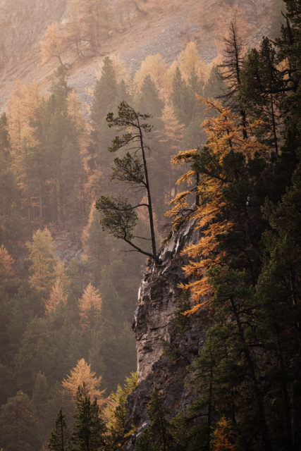 For&ecirc;t de m&eacute;l&egrave;zes dor&eacute;s dans la brume en Vall&eacute;e &eacute;troite, Hautes-Alpes