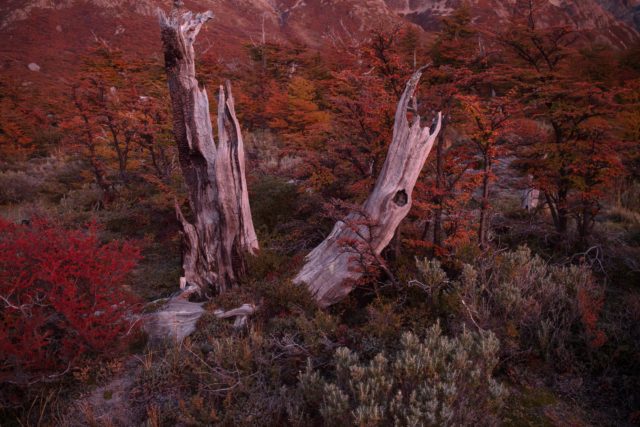 vegetation-patagonie-argentine-fitz-roy-camp